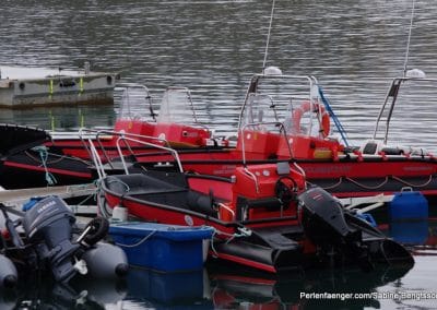 perlenfaenger arktis hurtigruten naturreise 22