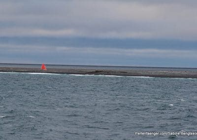 perlenfaenger arktis hurtigruten naturreise 39
