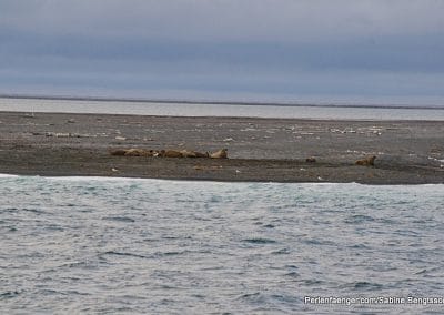 perlenfaenger arktis hurtigruten naturreise 41