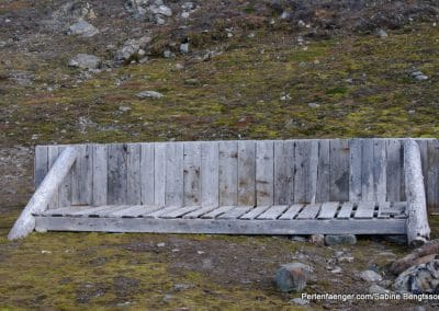 perlenfaenger arktis hurtigruten naturreise 42