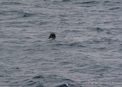 perlenfaenger arktis hurtigruten naturreise 43