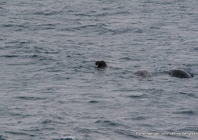 perlenfaenger arktis hurtigruten naturreise 45