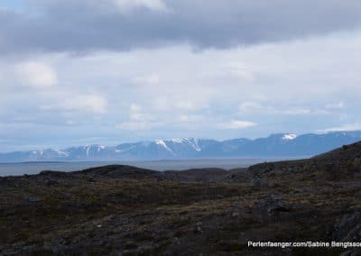 perlenfaenger arktis hurtigruten naturreise 46