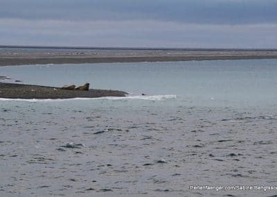 perlenfaenger arktis hurtigruten naturreise 47