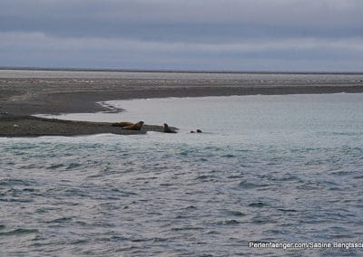 perlenfaenger arktis hurtigruten naturreise 49