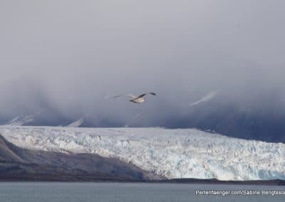 perlenfaenger arktis hurtigruten naturreise 5