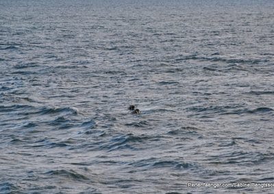 perlenfaenger arktis hurtigruten naturreise 51