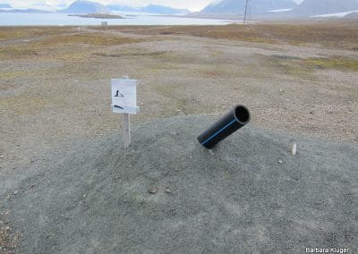 perlenfaenger arktis hurtigruten naturreise 68