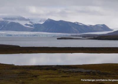 perlenfaenger arktis hurtigruten naturreise 9