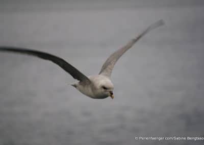 perlenfaenger arktis spitzbergen schiffsexpedition eissturmvogel