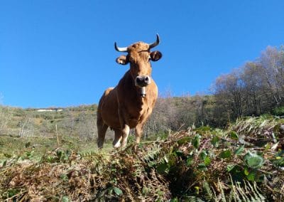 perlenfaenger asturien baerentour 62