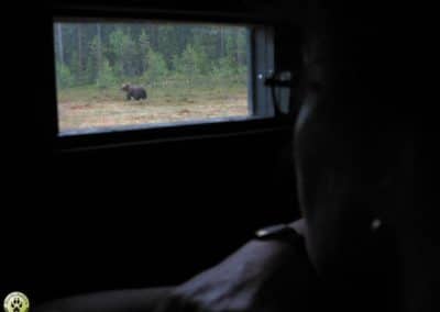 perlenfaenger bjorn gomsle brown bear sweden