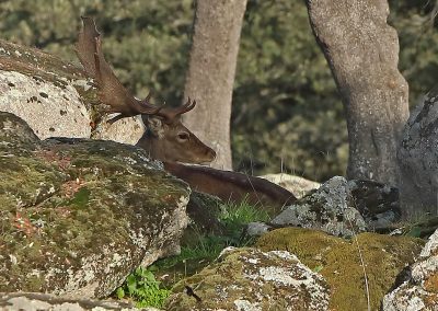 perlenfaenger damhirsch luchstour andalusien