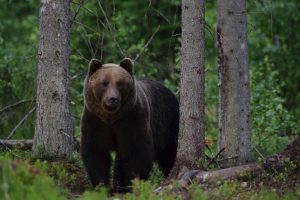 Kinder und Natur - 3 Gründe diese Familienreise machen zu müssen! 5 Kinder und Wildtiere