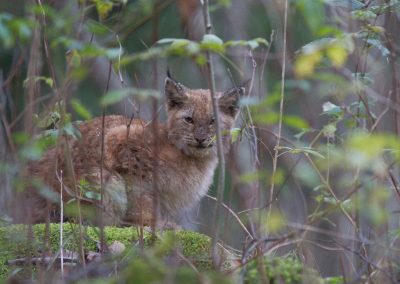 perlenfaenger estland wolf baer luchs bert 12