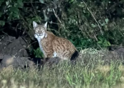 perlenfaenger estland wolf baer luchs bert 15