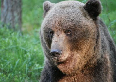 perlenfaenger estland wolf baer luchs bert 20