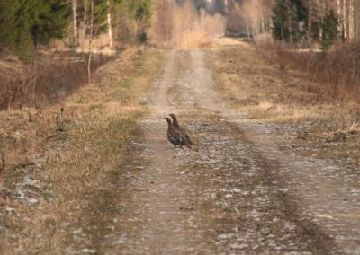 perlenfaenger estland wolf baer luchs bert 8