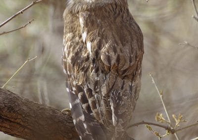 perlenfaenger eule indien naturreise