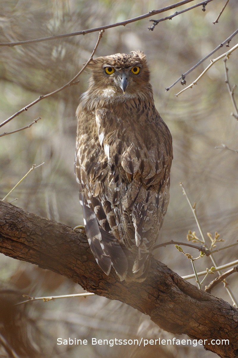 perlenfaenger eule indien naturreise