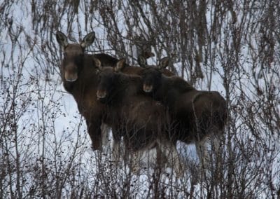 perlenfaenger finnland arktis natur 52