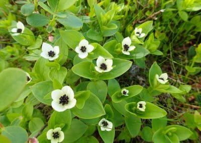 perlenfaenger finnland arktis natur 57