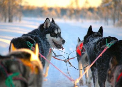 perlenfaenger finnland husky schlittentour aki 1