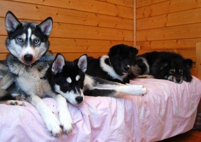 perlenfaenger finnland husky schlittentour aki 10