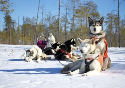 perlenfaenger finnland husky schlittentour aki 12