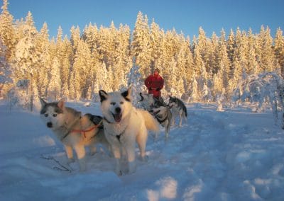 perlenfaenger finnland husky schlittentour aki 15