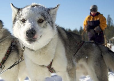 perlenfaenger finnland husky schlittentour aki 2