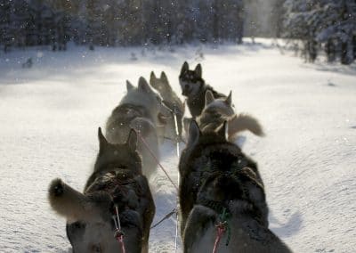 perlenfaenger finnland husky schlittentour aki 5