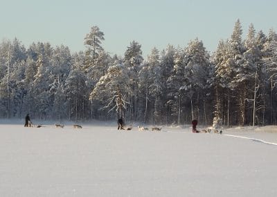 perlenfaenger finnland husky schlittentour aki 6