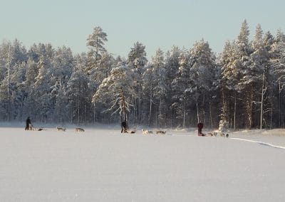 perlenfaenger finnland husky schlittentour aki 6