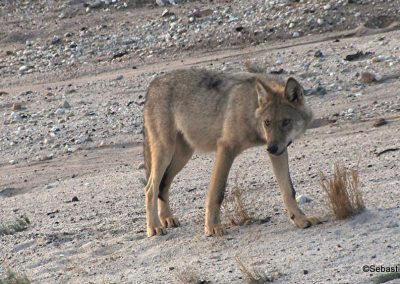 perlenfaenger fotofalle lausitz wolf wolfstour sebastian koerner 2 2 3