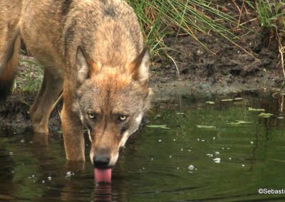 perlenfaenger fotofalle lausitz wolf wolfstour sebastian koerner 4 2 3