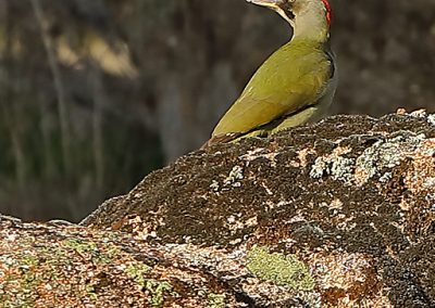 perlenfaenger iberischer gruenspecht luchstour andalusien