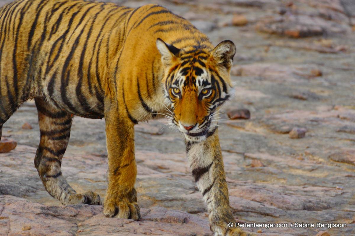 perlenfaenger indien tiger naturreise