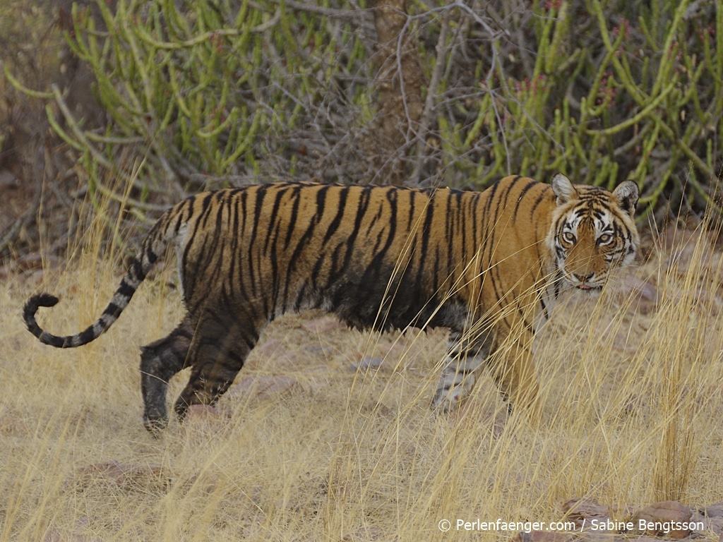 perlenfaenger indien tiger ranthambore 46