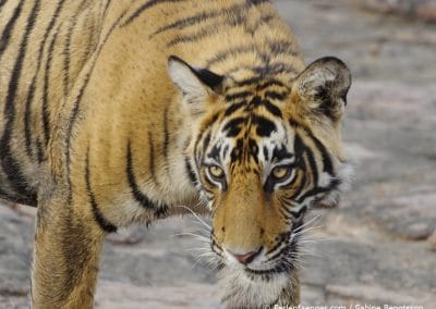 perlenfaenger indien tiger ranthambore 51