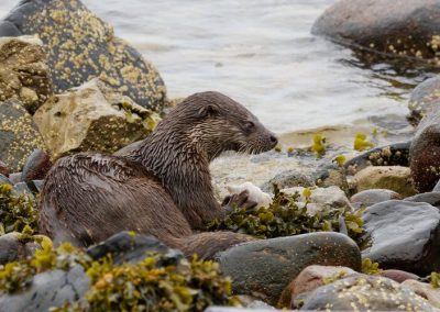 perlenfaenger islay jura schottland dan 3