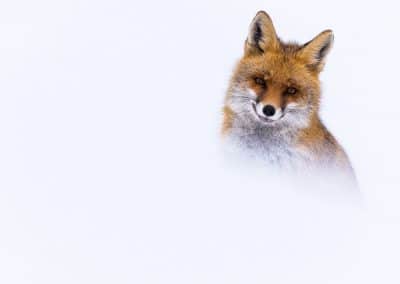 perlenfaenger italien abruzzen umberto winter wolfstour 1