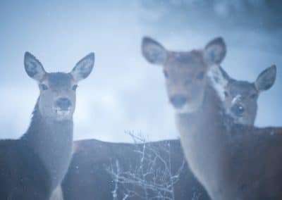perlenfaenger italien abruzzen umberto winter wolfstour 12