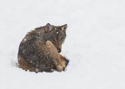 perlenfaenger italien abruzzen umberto winter wolfstour 13