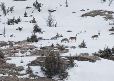perlenfaenger italien abruzzen umberto winter wolfstour 14