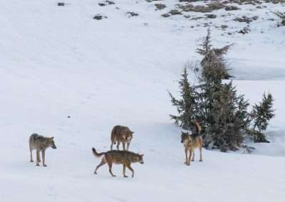 perlenfaenger italien abruzzen umberto winter wolfstour 15