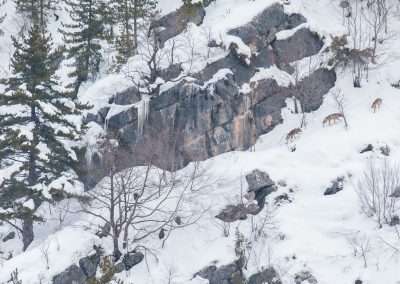 perlenfaenger italien abruzzen umberto winter wolfstour 18