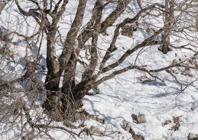 perlenfaenger italien abruzzen umberto winter wolfstour 2