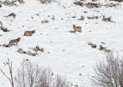perlenfaenger italien abruzzen umberto winter wolfstour 3