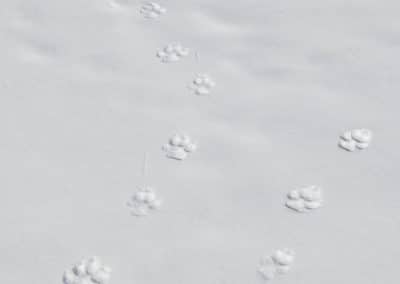 perlenfaenger italien abruzzen umberto winter wolfstour 6